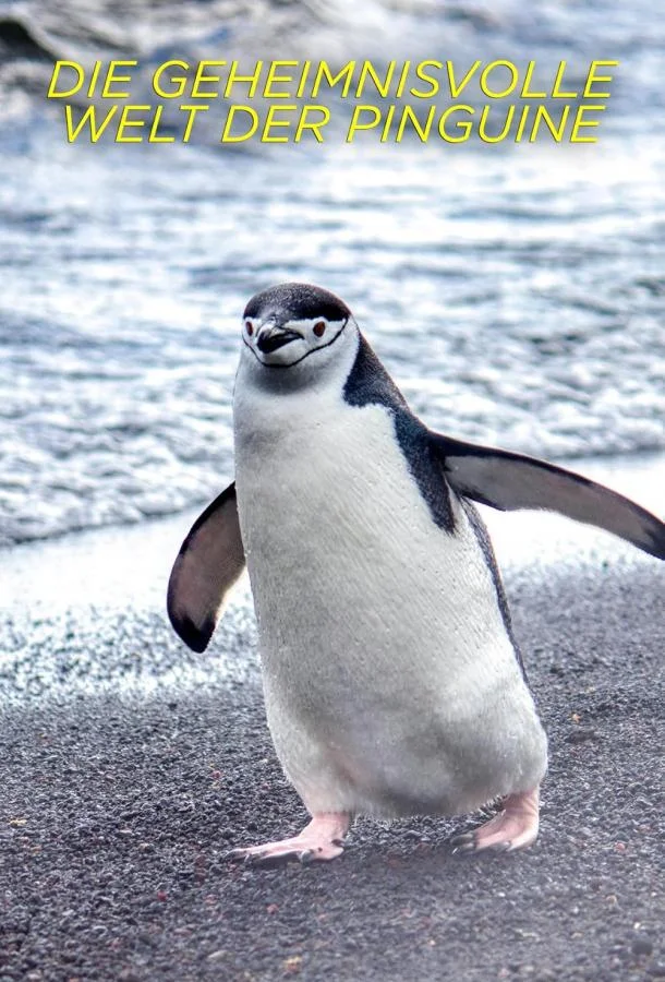 Постер Секреты пингвинов